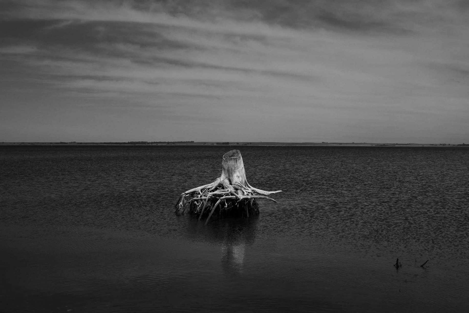 Tronco de Epecuen