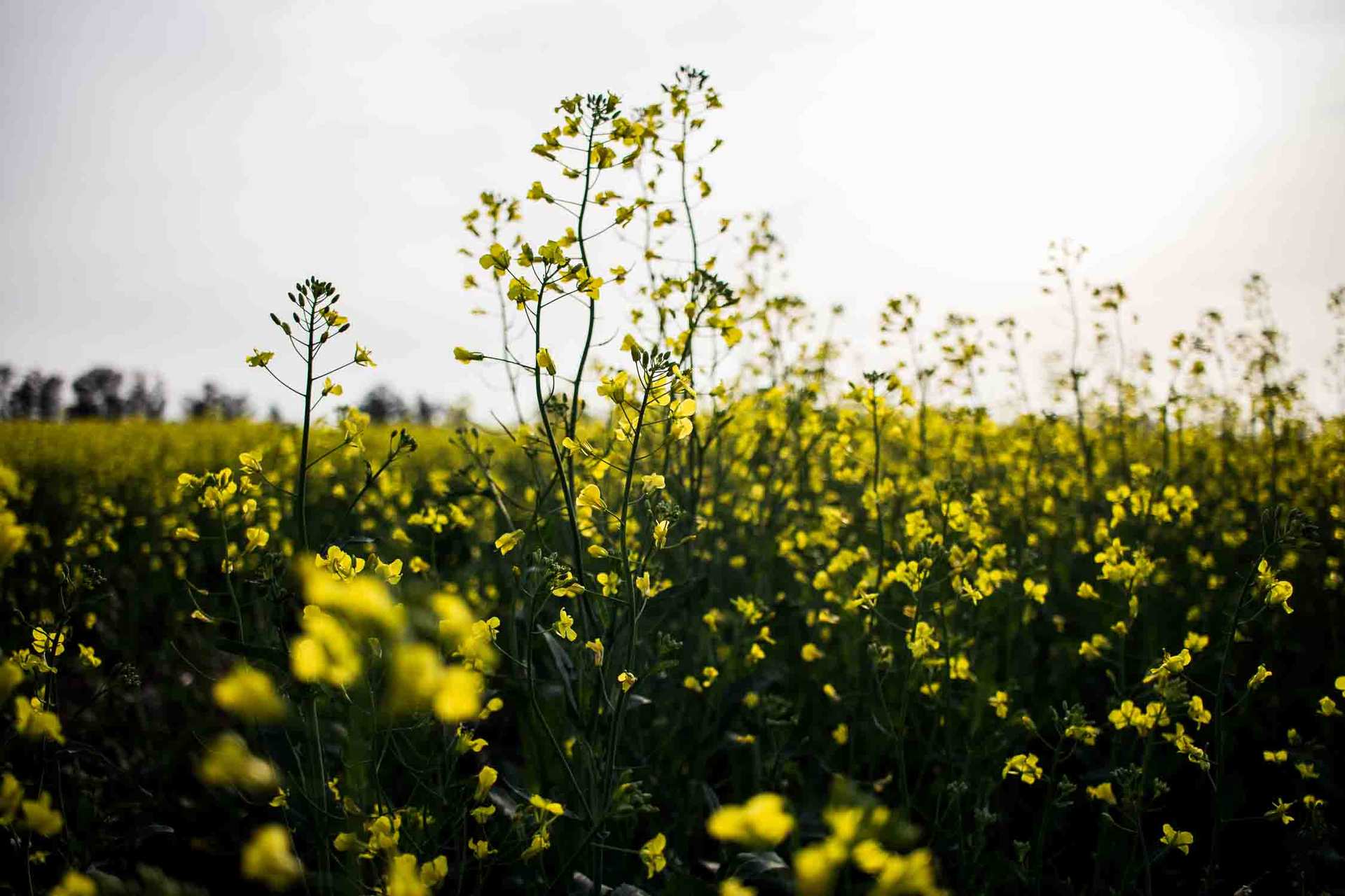 Flores de Azcuenaga