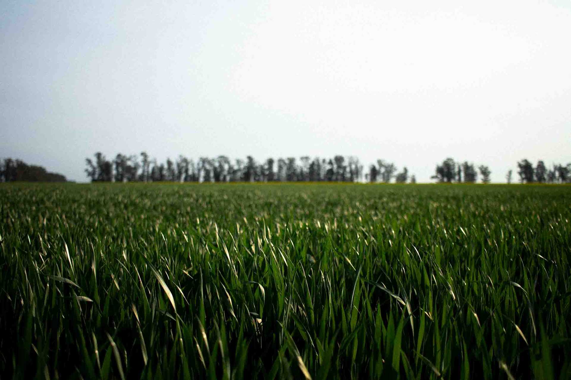 Campo