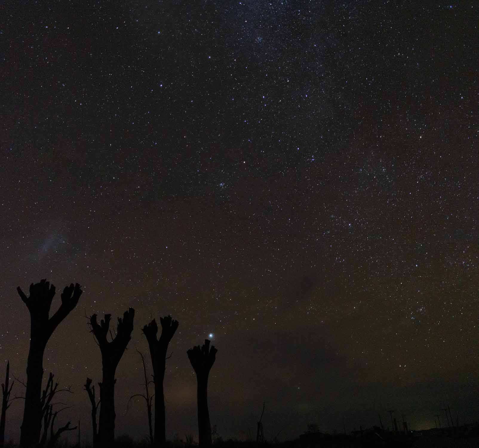 Estrellas de los arboles de Epecuen