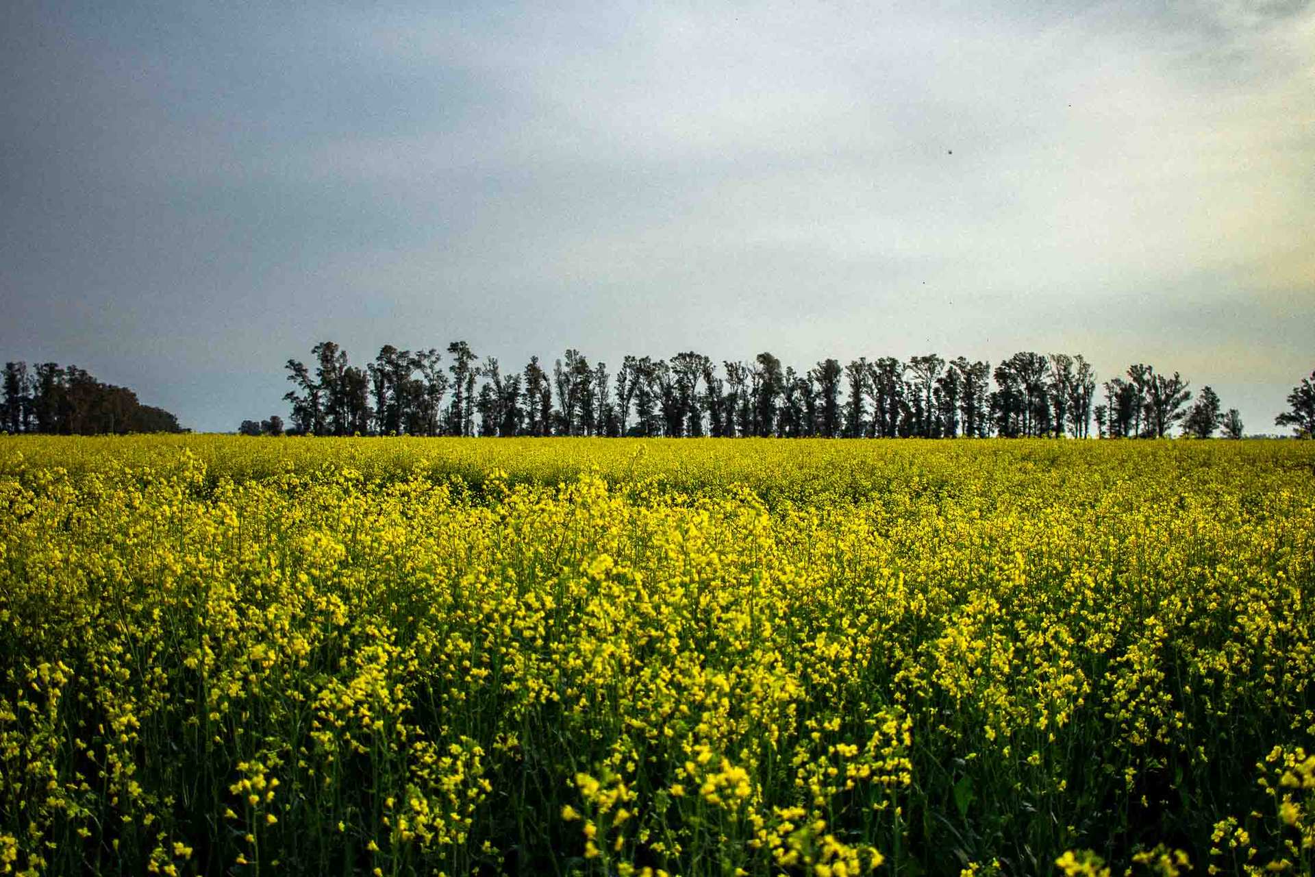 Campo de flores