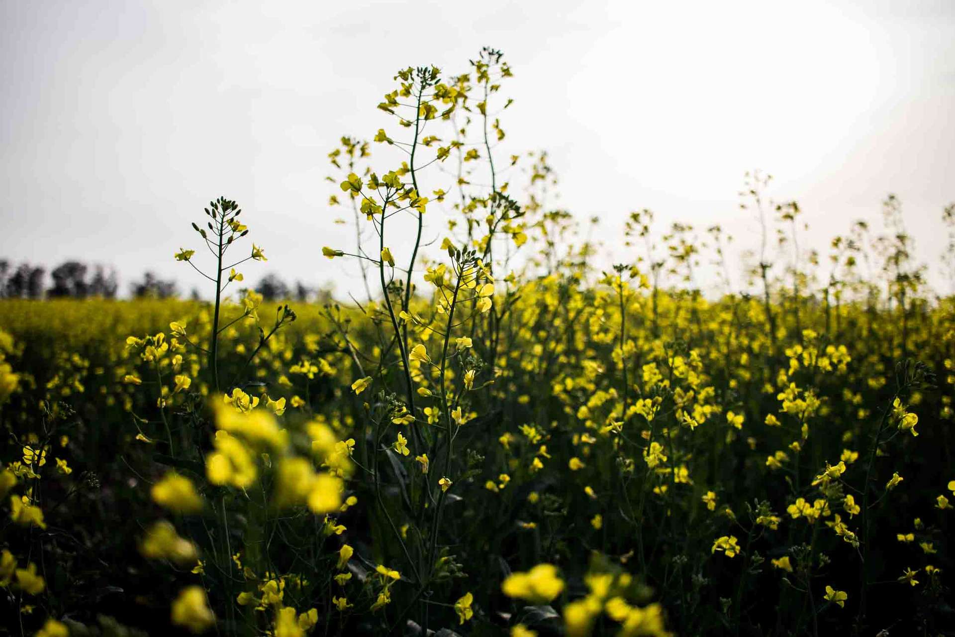 Flores de Azcuenaga