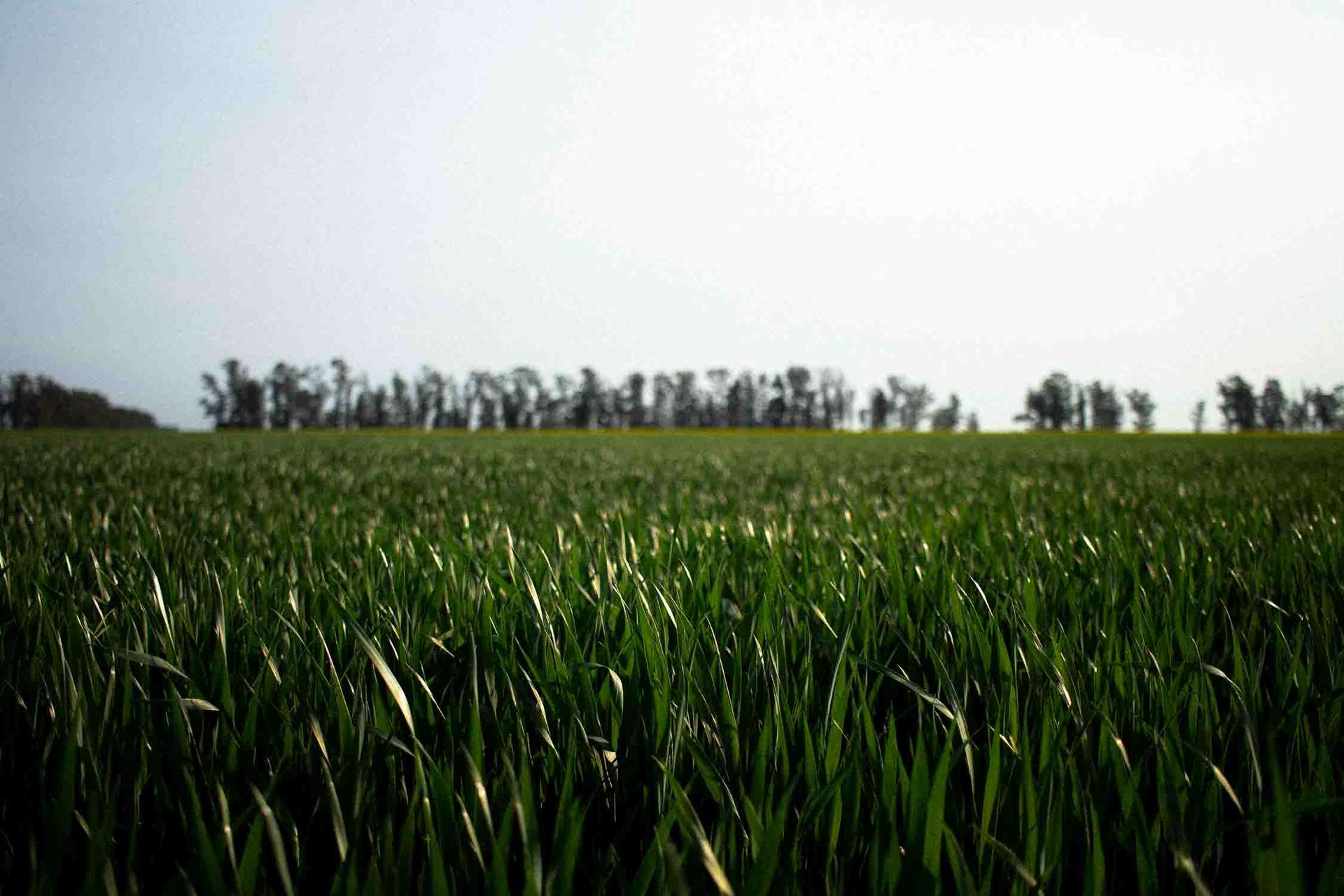 Campo