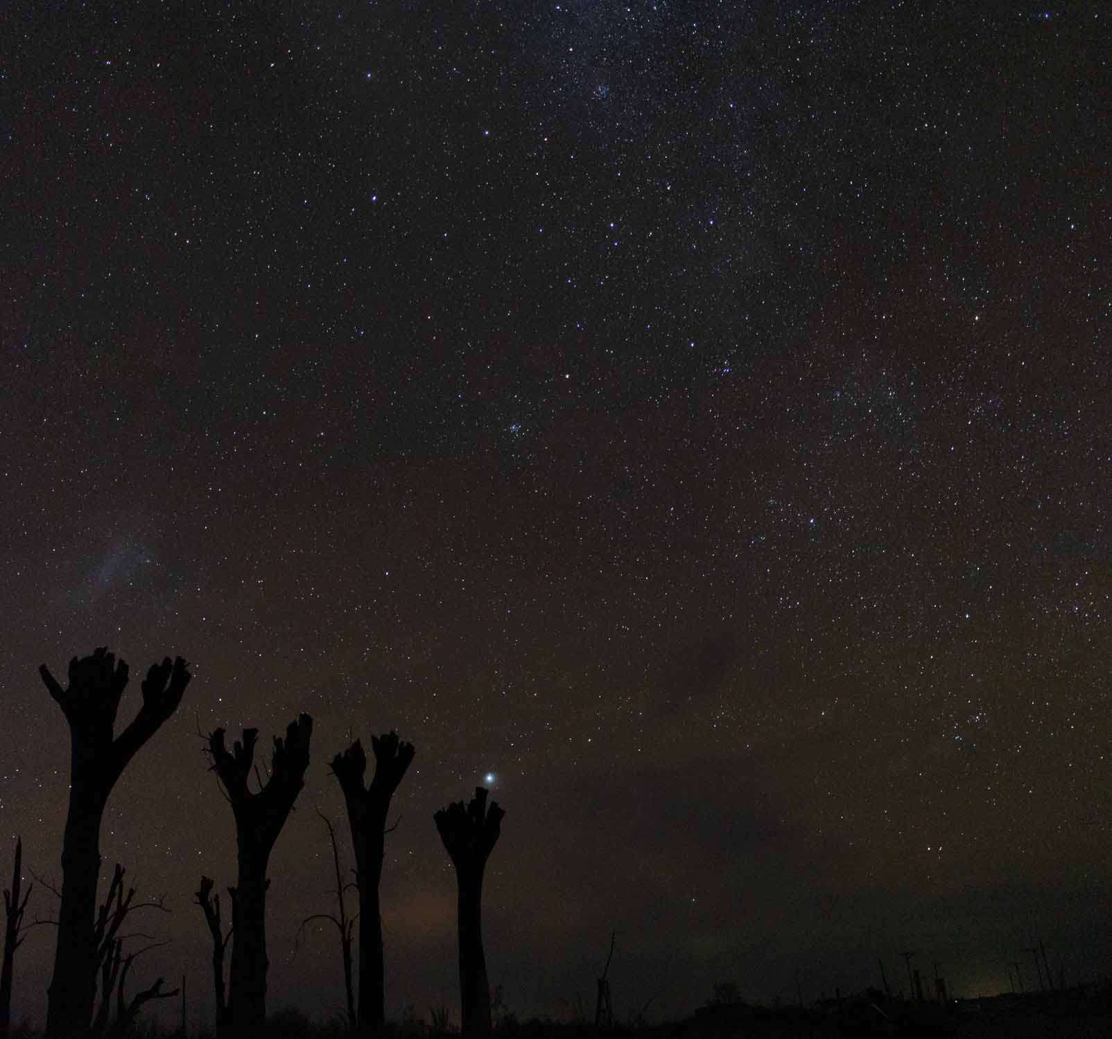 Estrellas de los arboles de Epecuen